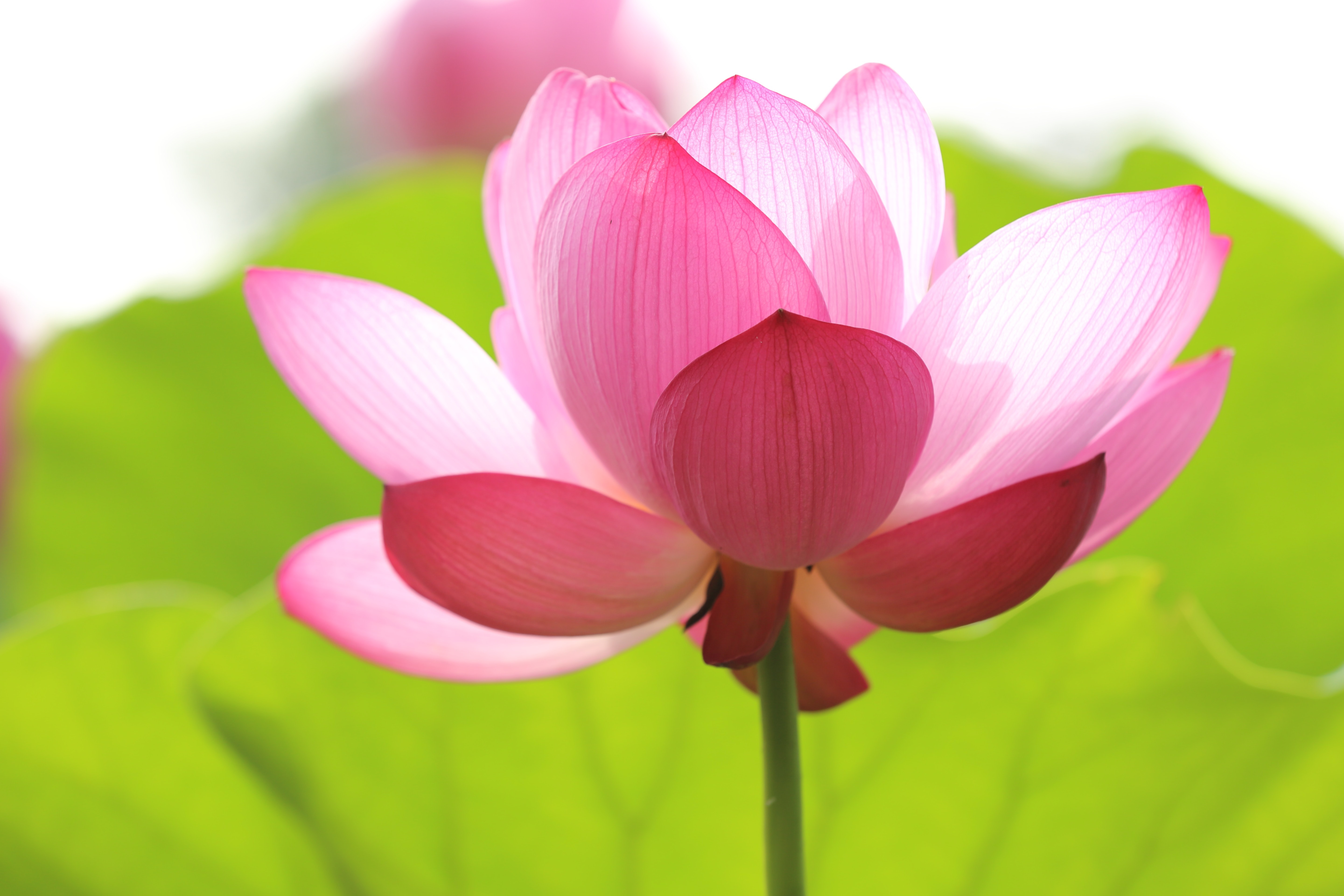 Flower 2